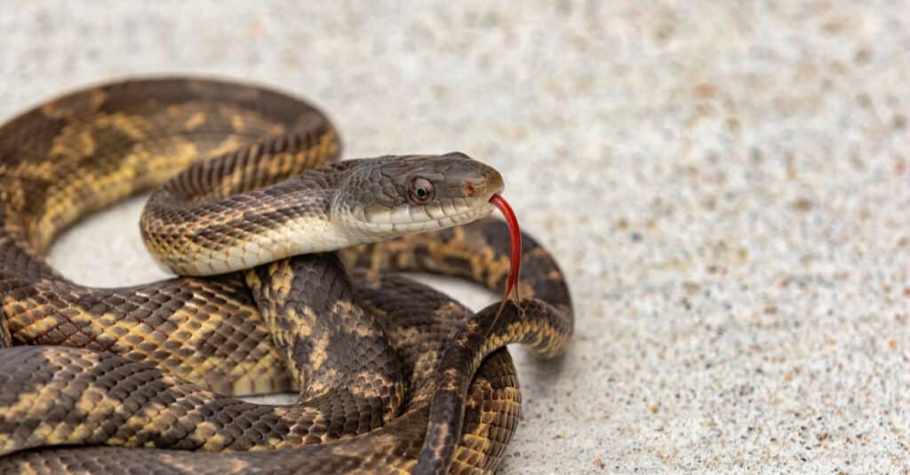 La pelle del serpente ratto del Texas può essere di vari colori, tra cui verde, bruno-rossastro o giallo, con ventre e testa grigi.