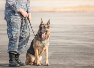 Animali usati in guerra