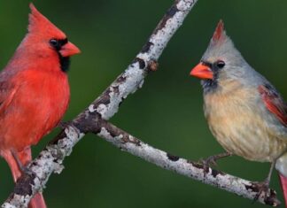 coppia di cardinali settentrionali su ramo di albero