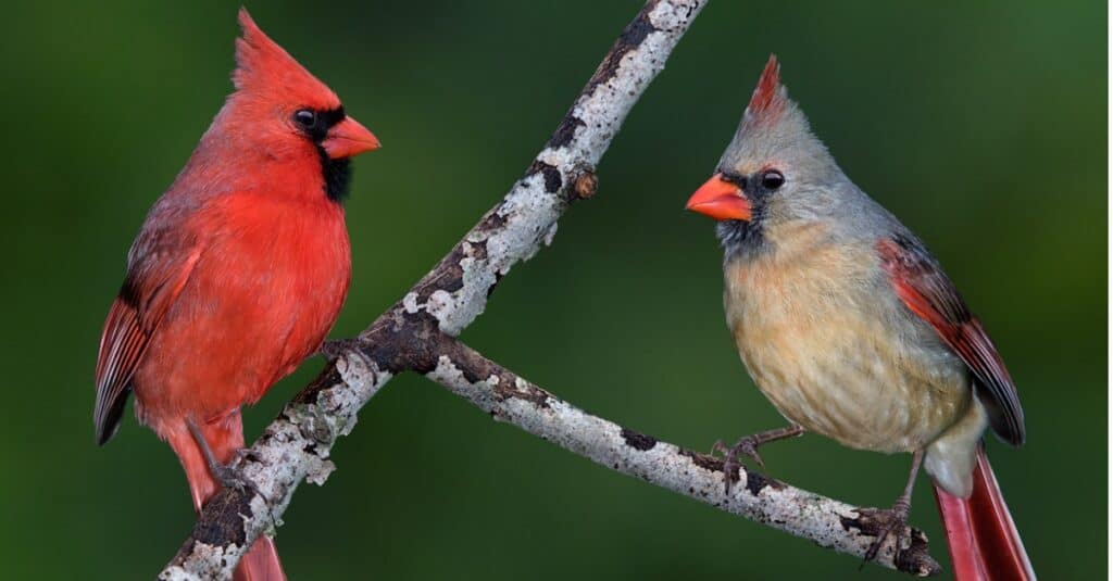 coppia di cardinali settentrionali su ramo di albero