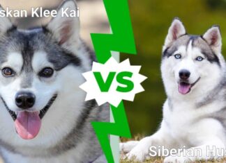 Alaskan Klee Kai contro il Siberian Husky