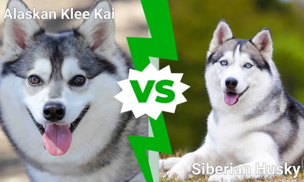 Alaskan Klee Kai contro il Siberian Husky