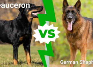 Beauceron vs Pastore Tedesco: spiegate le differenze principali
