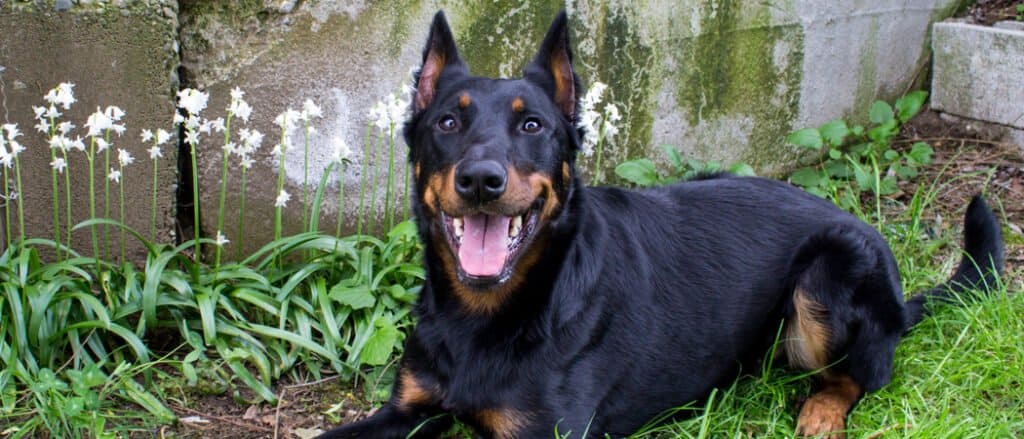 Beauceron adagiato sul muro di pietra