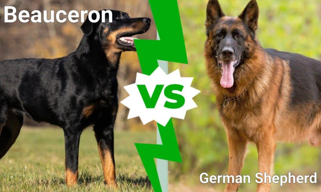 Beauceron vs Pastore Tedesco: spiegate le differenze principali
