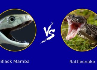 Black Mamba contro Rattlesnake: chi vincerebbe in uno scontro?
