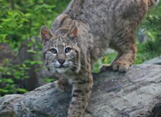 lince rossa pronta a balzare dal legno