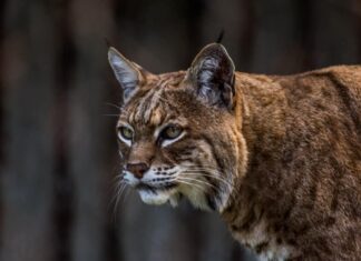 Colpo alla testa di un gatto selvatico