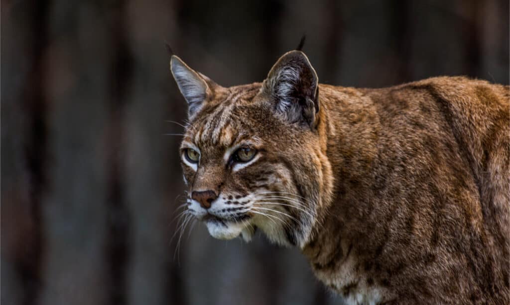 Colpo alla testa di un gatto selvatico