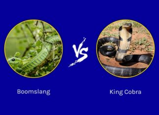 Boomslang contro King Cobra: quali sono le differenze?
