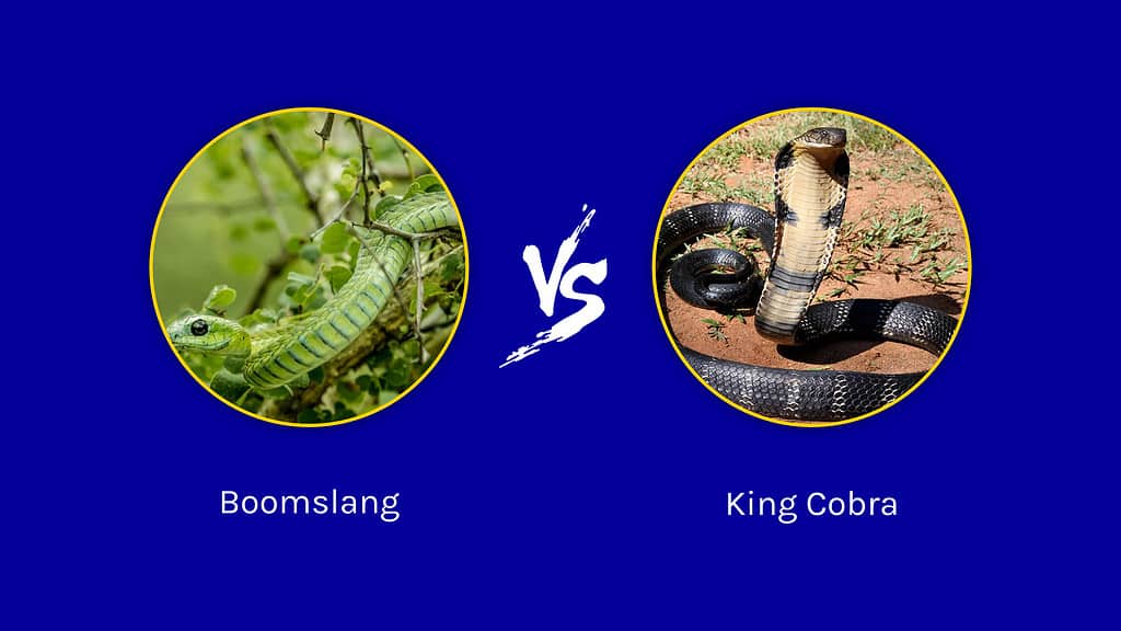 Boomslang contro King Cobra: quali sono le differenze?
