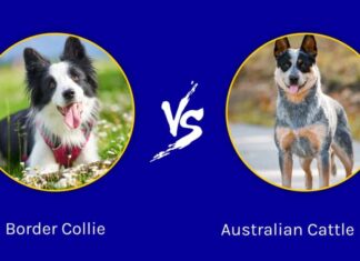 Border Collie e Australian Cattle Dog: quali sono le differenze?
