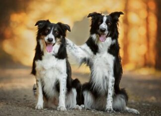 Cani da ricerca e soccorso - Border Collie