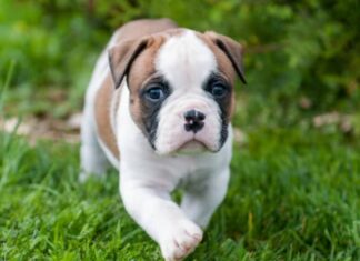 Cucciolo di bulldog americano sdraiato