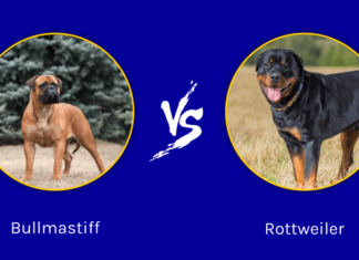 Bullmastiff vs Rottweiler: spiegate le differenze principali
