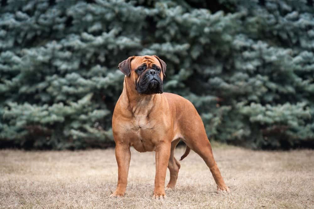 Bullmastiff in piedi all'aperto