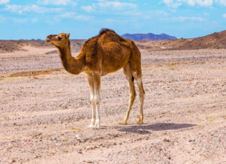 cammello nel deserto