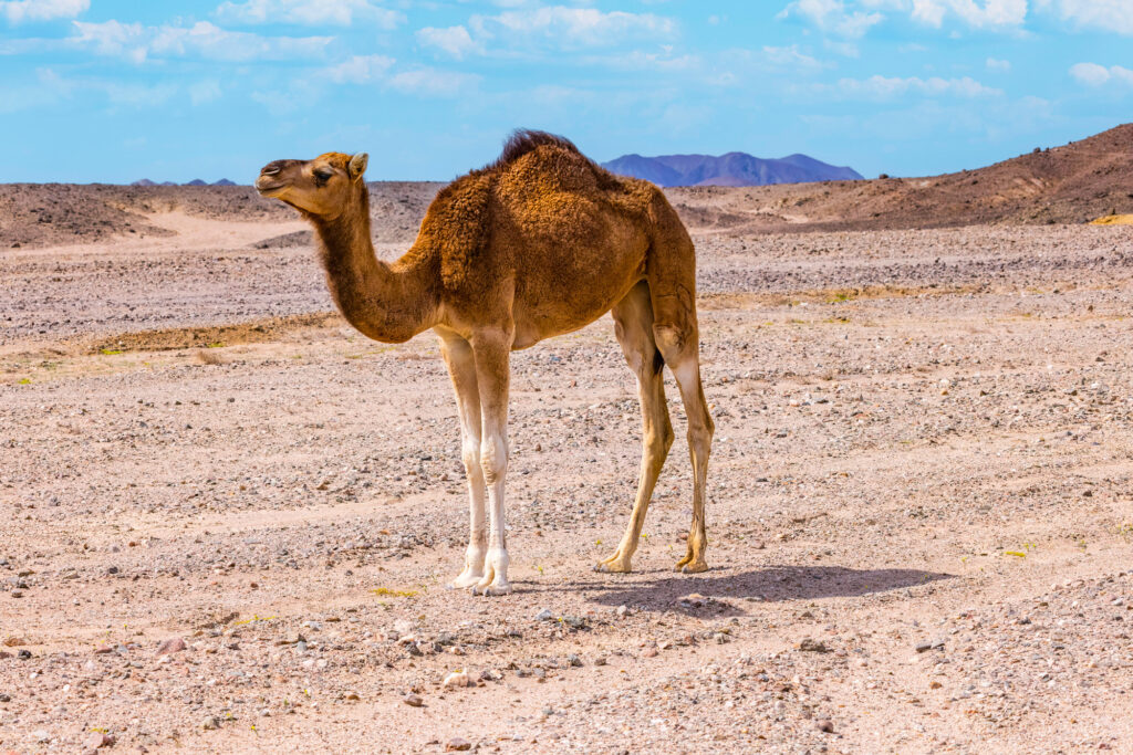 cammello nel deserto