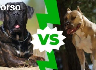 Cane Corso contro Pitbull