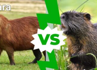 capibara contro nutria