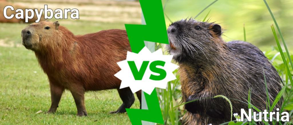 capibara contro nutria