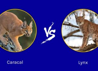 Caracal vs. Lynx: quali sono le 8 differenze principali?
