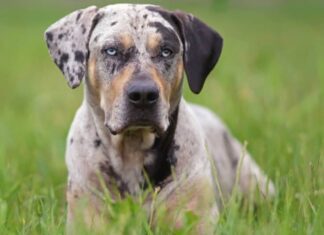 Leopardo Catahoula da vicino