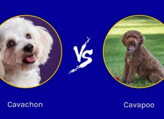 Cavachon vs Cavapoo: quali sono le differenze?
