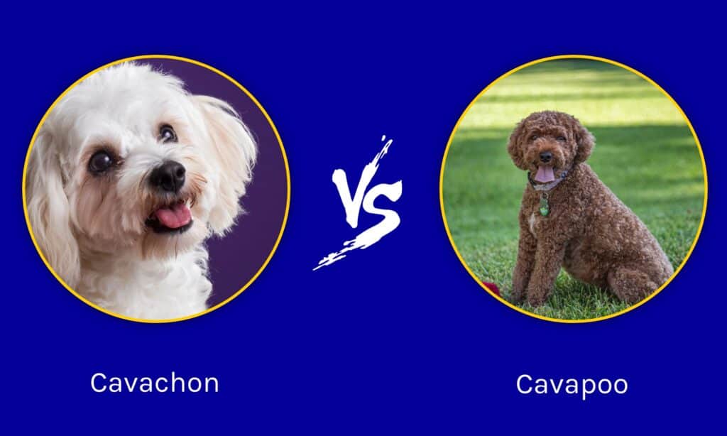 Cavachon vs Cavapoo: quali sono le differenze?
