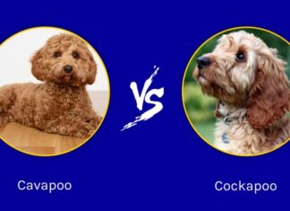 Cavapoo e Cockapoo: quali sono le differenze?
