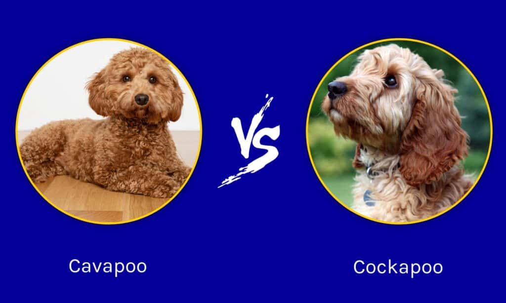 Cavapoo e Cockapoo: quali sono le differenze?
