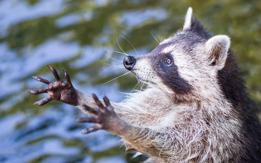 Procione che implora cibo