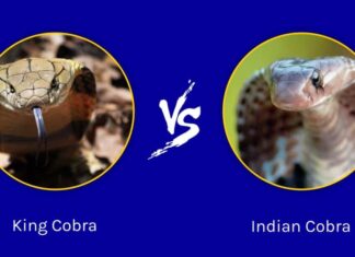 Cobra reale contro cobra indiano: quali sono le differenze?
