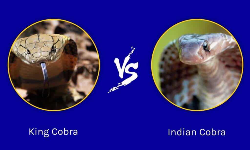 Cobra reale contro cobra indiano: quali sono le differenze?
