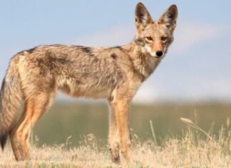 coyote in piedi nel campo