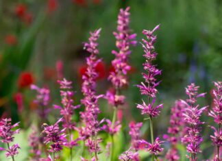 Erbe: Issopo gigante messicano (Agastache mexicana 'Sangria') 