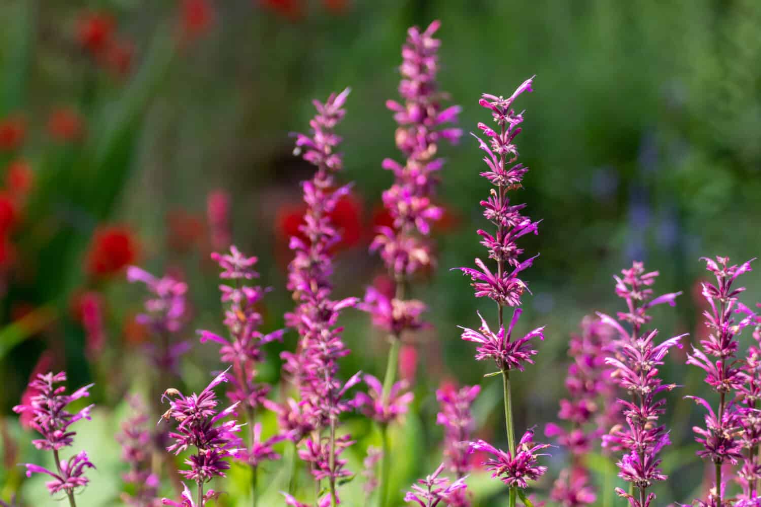 Erbe: Issopo gigante messicano (Agastache mexicana 'Sangria') 