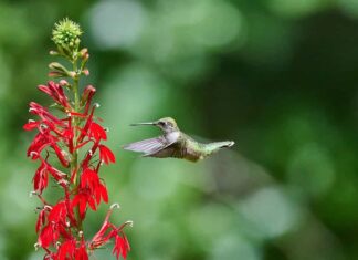 Un giovane maschio di colibrì dalla gola rubino (rchilochus colubris) si nutre di un fiore cardinale (Lobelia cardinalis).