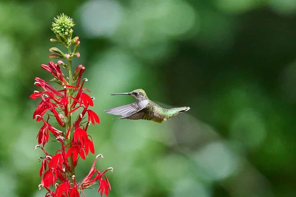 Un giovane maschio di colibrì dalla gola rubino (rchilochus colubris) si nutre di un fiore cardinale (Lobelia cardinalis).