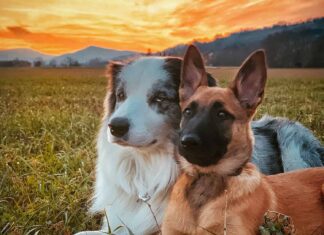 2 migliori amici, un border collie blu merle e un cucciolo di pastore belga malinois