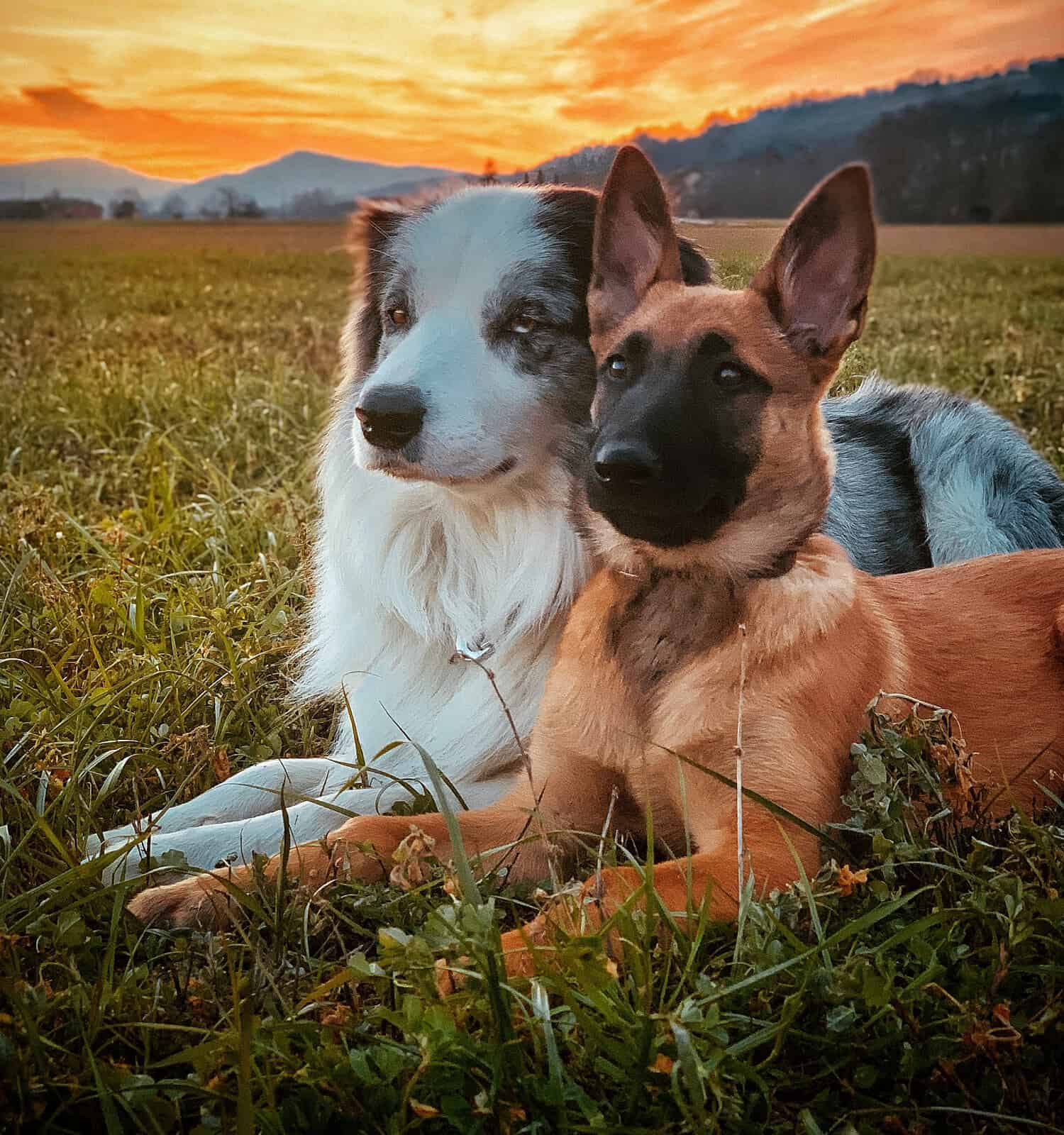 2 migliori amici, un border collie blu merle e un cucciolo di pastore belga malinois