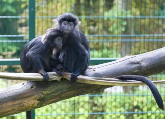 Una coppia di scimmie in uno zoo