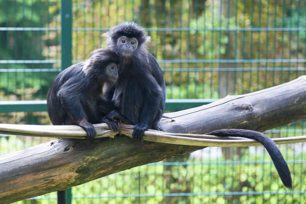 Una coppia di scimmie in uno zoo