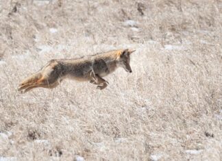 La dimensione della popolazione dei coyote in Virginia