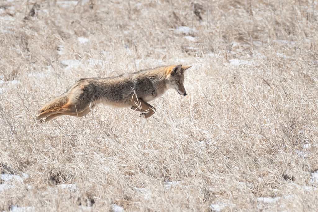 La dimensione della popolazione dei coyote in Virginia