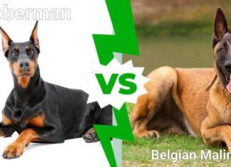 Dobermann o Pastore Belga Malinois: quale scegliere?
