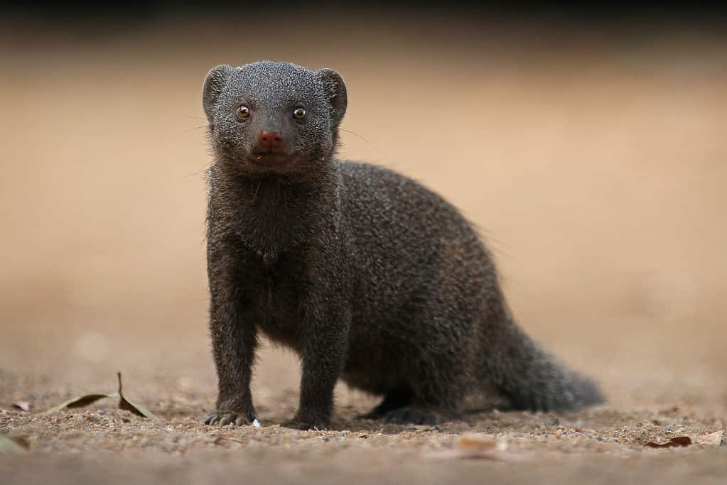 Mangusta nana singola