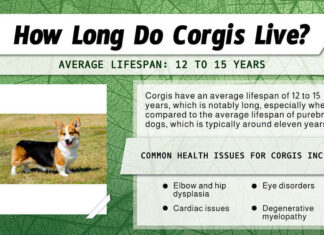 Quanto vivono i Corgi? infografica