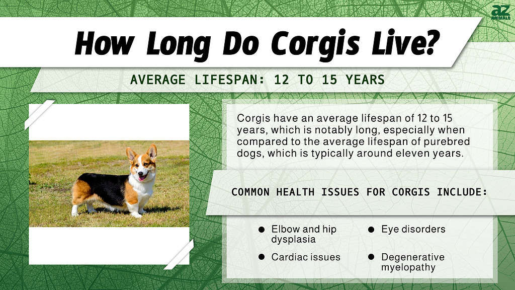 Quanto vivono i Corgi? infografica