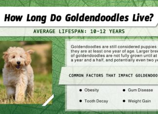 Durata della vita del Goldendoodle: quanto vivono i Goldendoodle?
